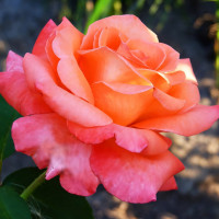 Саженцы Роза чайно-гибридная Апачи