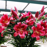 Луковицы Саженцы Лилия ОТ гибрид Red Desire (Ред Дезаер) (3шт.)