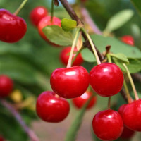 Саженцы Вишня Любская