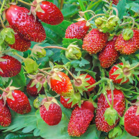 Клубника Цукат мускатный 5 шт. в упаковке