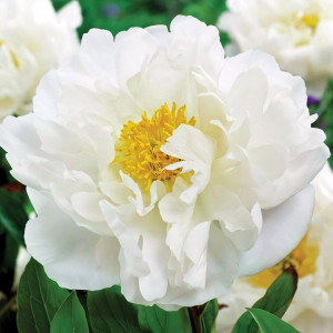 Саженцы Пион молочноцветковый Miss America