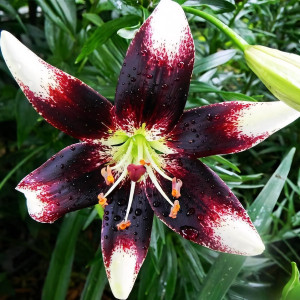  Лилия биколор азиатская Netty's Pride (Нэттиз Прайд)