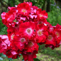 Саженцы Роза плетистая Дортмунд