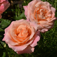 Саженцы Роза чайно-гибридная Мисс Пигги