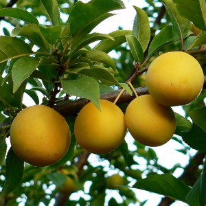Саженцы Алыча Злато Скифов