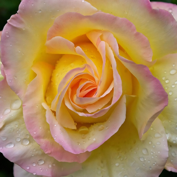 Саженцы Роза чайно-гибридная Глория Дей