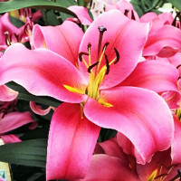 Луковицы Саженцы Лилия ОТ гибрид Imprato (Импрато) (3шт.)