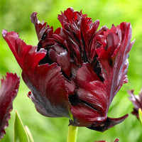 Луковицы Тюльпан попугайный Блэк Пэррот