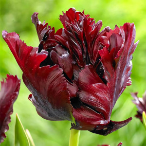 Тюльпан попугайный Блэк Пэррот