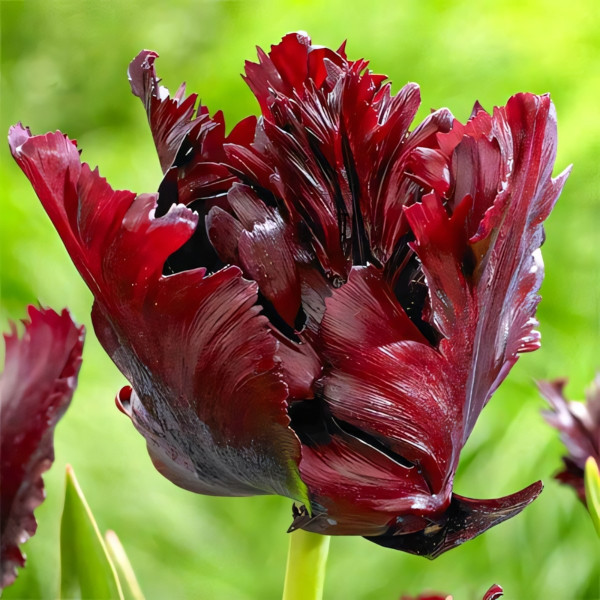 Луковицы Тюльпан попугайный Блэк Пэррот