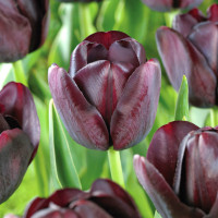 Луковицы Тюльпан Квин оф Найт (в упаковке - 3шт.)