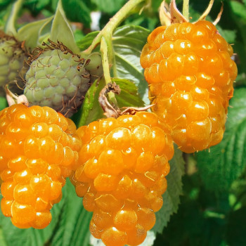 Саженцы Малиновое дерево Голд