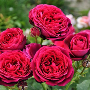 Саженцы Роза парковая Астрид Графиня фон Хандерберг