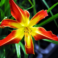 Саженцы Лилейник Firestorm (Фаерсторм)