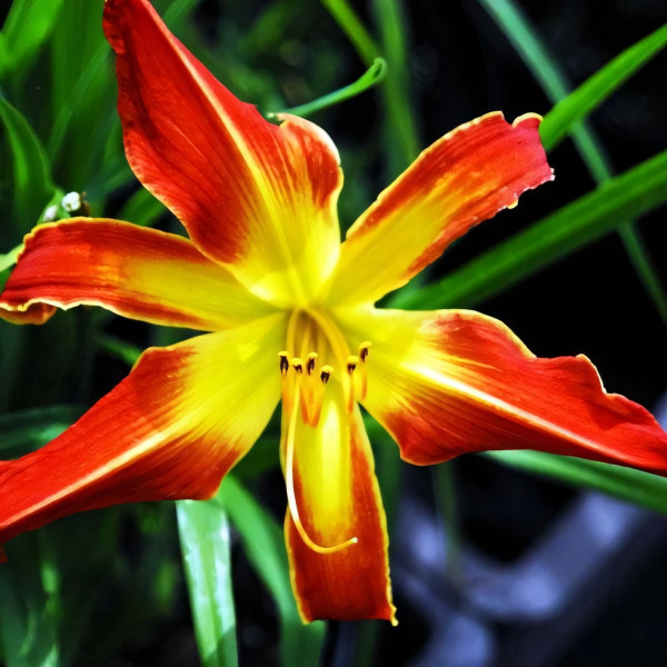 Саженцы Лилейник Firestorm (Фаерсторм)