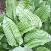 Саженцы Хоста Zebra Stripes (Зебра Страйпс) М
