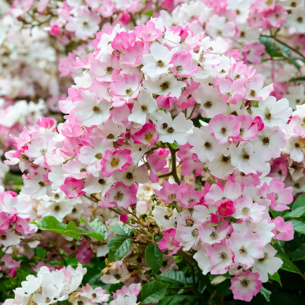 Саженцы Роза флорибунда Балерина