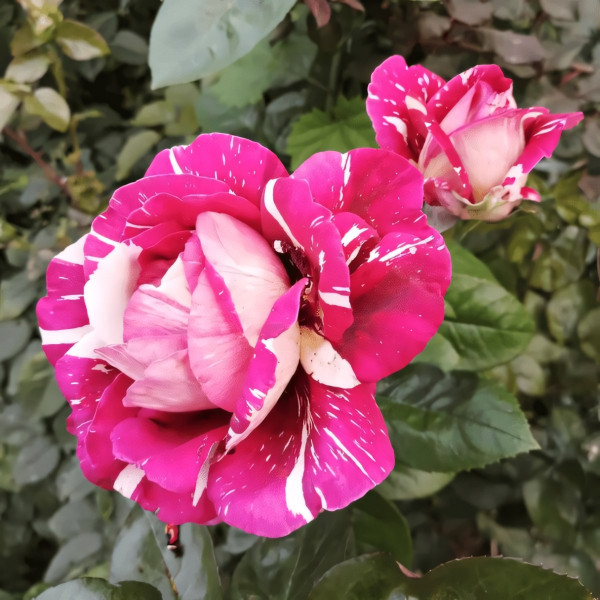 Саженцы Роза чайно-гибридная Пестрая Фантазия