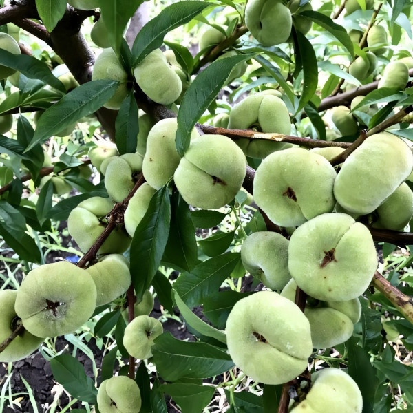 Саженцы Персик инжирный Сатурн