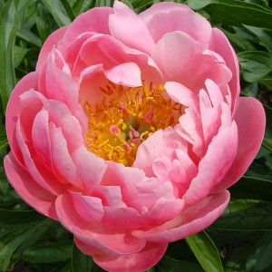 Саженцы Пион Coral Supreme (Корал Супреме)