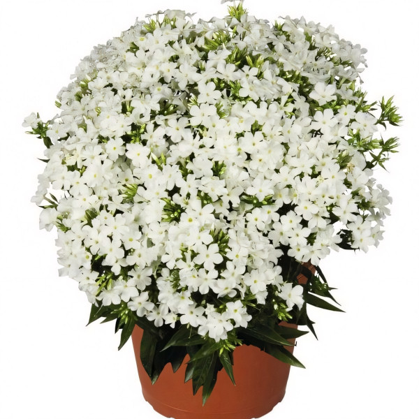 Саженцы Флокс метельчатый Early White (Эрли Вайт)