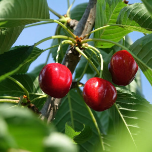 Саженцы Черешня Саммит