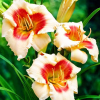 Саженцы Лилейник Forty Second Street (Фоти Секонд Стрит)