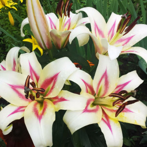  Лилия Bonbini (Бонбини)