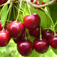 Саженцы Вишня Харитоновская