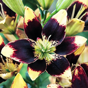  Лилия биколор азиатская Easy Dance (Изи Данс)