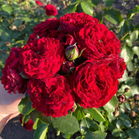 Саженцы Роза флорибунда Кордула