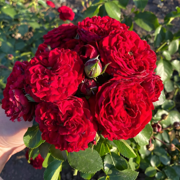 Саженцы Роза флорибунда Кордула