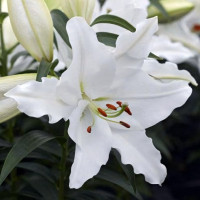 Луковицы  Лилия восточная White Romance (Уайт Романс) (3шт.)