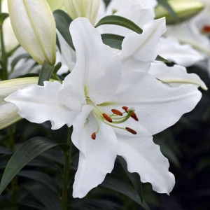  Лилия восточная White Romance (Уайт Романс)