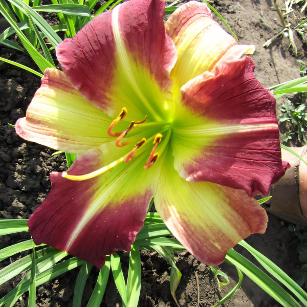 Саженцы Лилейник Mike-Reed (Майк-Рид)