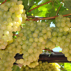 Саженцы Виноград Карабурну