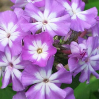 Саженцы Флокс метельчатый Лунный камень