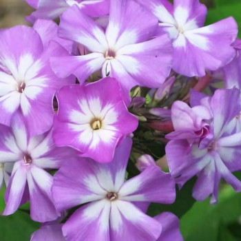 Саженцы Флокс метельчатый Лунный камень