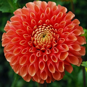 Саженцы Георгина шаровидная Jowey Linda (Джоуи Линда)