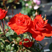 Саженцы Роза чайно-гибридная Кордес Бриллиант