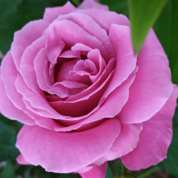 Саженцы Роза чайно-гибридная Майнцер Фастнахт