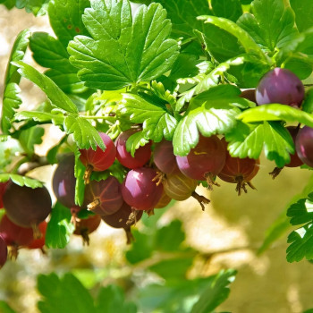 Саженцы Крыжовник Раволт