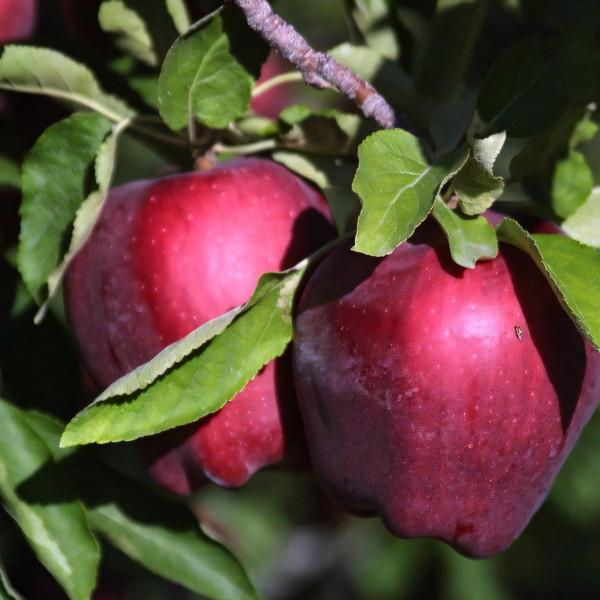 Саженцы Яблоня Ред Делишес