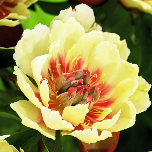 Саженцы Пион Border Charm (Бордер Чарм)