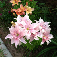 Луковицы  Лилия азиатская Elodie (Элоди) (3шт.)