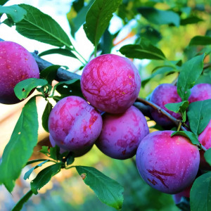 Саженцы Алыча Десертная