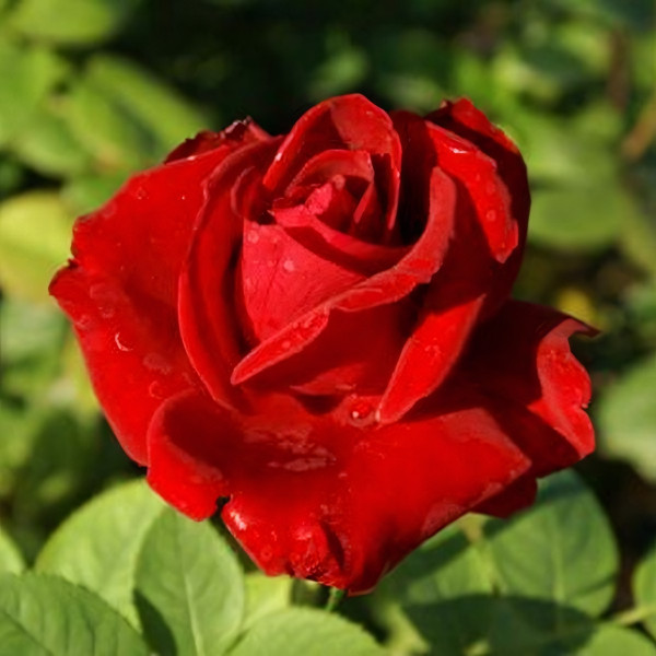 Саженцы Роза чайно-гибридная Хот Поинт