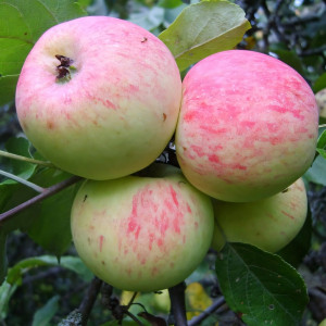 Саженцы Яблоня Грушовка Московская