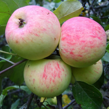 Саженцы Яблоня Грушовка Московская