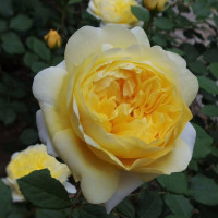 Саженцы Роза английская Зе Поэтс Вайф